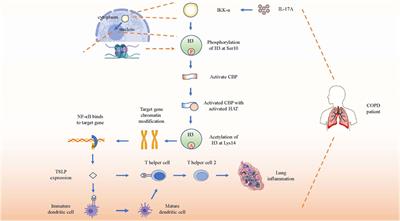 Emerging Biological Functions of IL-17A: A New Target in Chronic Obstructive Pulmonary Disease?